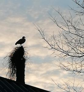 Pat 03 - Hoog en droog